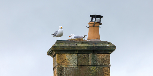 Bird nest on the top of a chimney