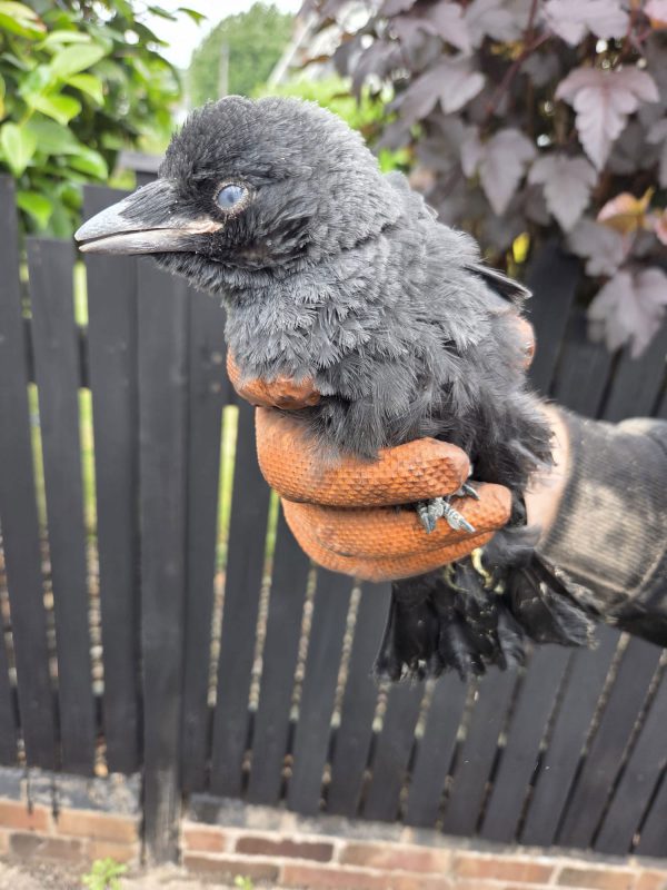 Nottingham Chimney Gallery - bird removal
