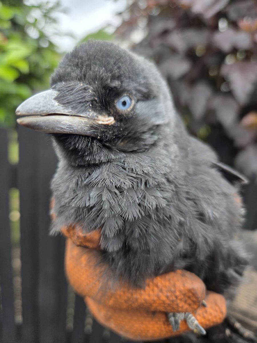 Nottingham Chimney Gallery - bird removal
